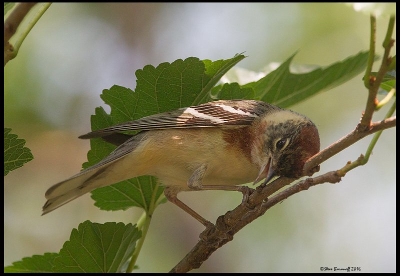 _6SB1935 bay-breasted warbler.jpg